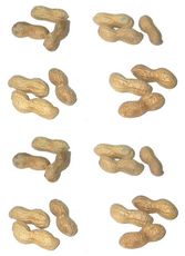 Erdnüsse-8x3.jpg